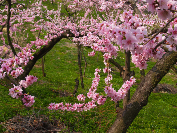 도화주 이미지