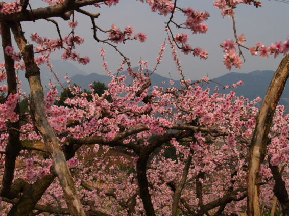 도화주 이미지