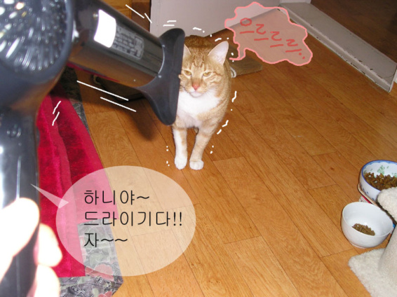 cat mas cat mas