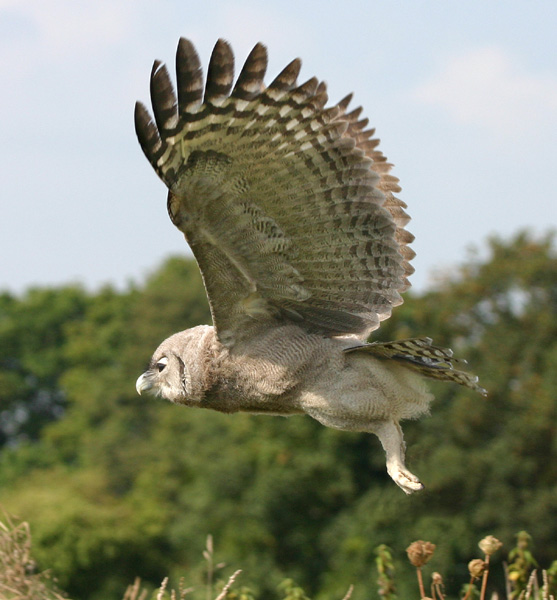 Milky Eagle Owl