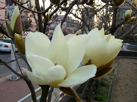 목련어린이집 이미지