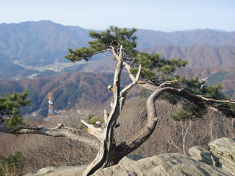 활엽수 이미지