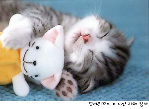 검은고양이 이미지